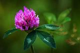 Red Clover_50109